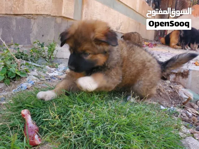 3 كلاب اناث للبيع