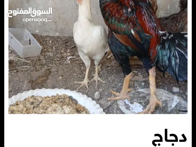 يوجد ديك باكستاني مقاتل شرس جدا جدا ويوجد اربع دجاجات الدجاجه البيضاء انباعت