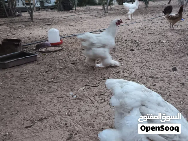 دجاج براهمة تلجي