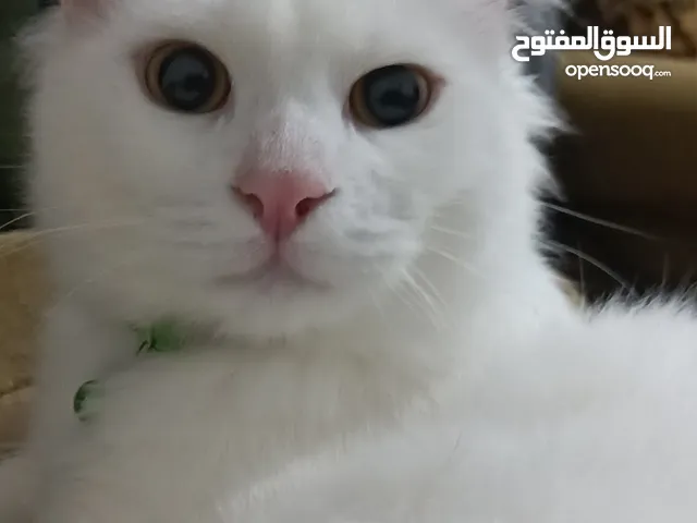 قطط شيرازي