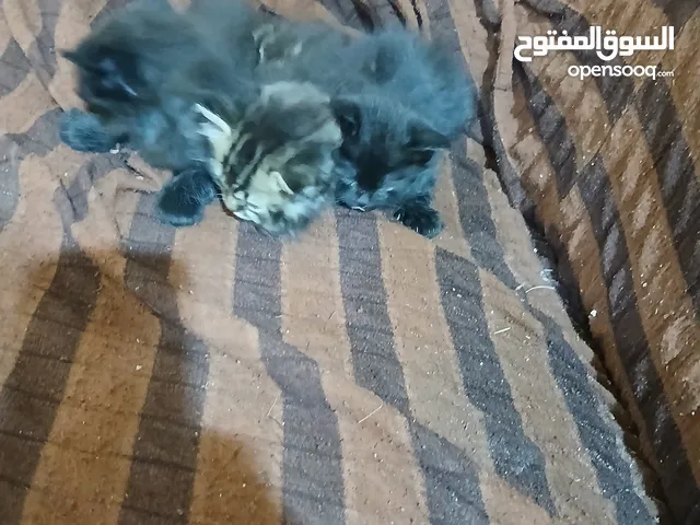 قطط للبيع الامايه والازغار