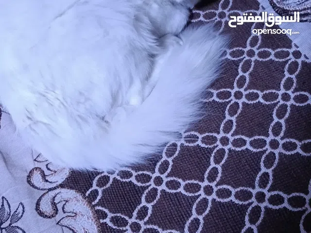 بيع قطه شيرازي 4 شهور مطعمه ديدان وحشرات حالتها كويسه هبيعها بالبوكس بتاعها والليتر بوكس