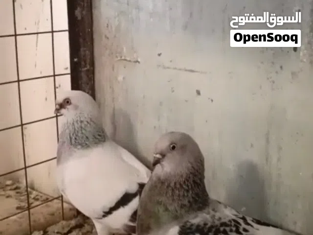 جوز نوريات تحتهم فراخ