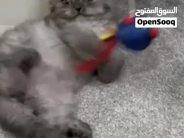 للتبني قط شيرازي برتش فولد عمره 3 شهور مطعم و متعلم على الليتر بوكس لعوب