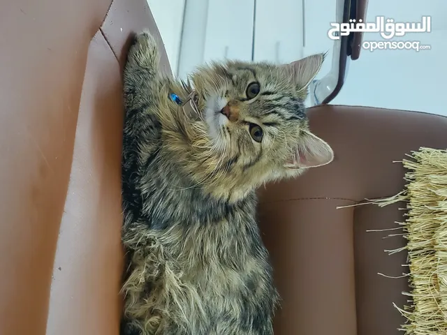 احتاج قط للتبني