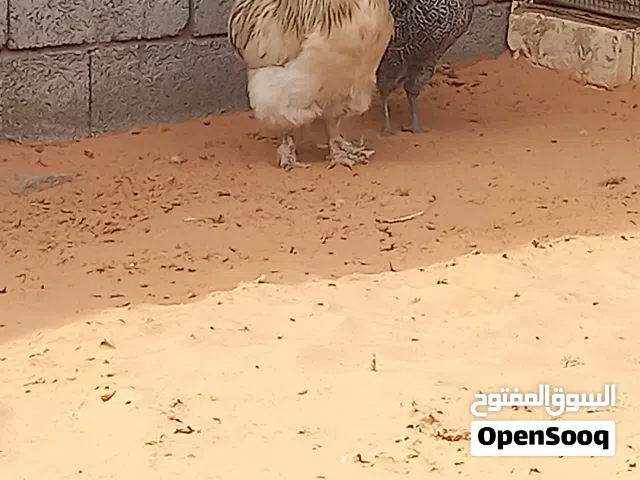 السلام عليكم ورحمة الله وبركاته بسم توكلت على الله   متوفر فرريج 3