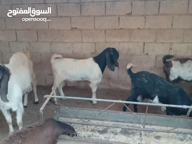 جدي عمر سنه نار هداد ولحم لون اقرع ماشاءالله