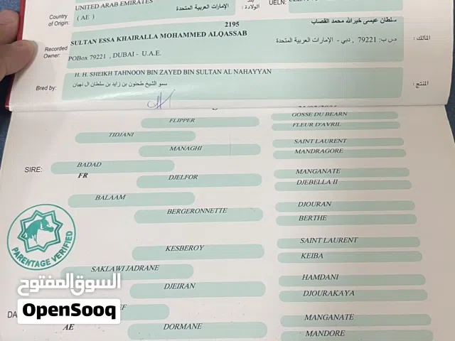 خيل ممتاز للركوب وينفع حق كل الأعمار وركوبه جدا جميل في العين في عين الفايضة على 6500 وقابل بالمعقول