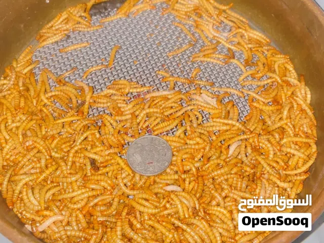 دود قبابي (ميلورم-mealworm-) حي فاخر - مفرز حسب المقاس ومغذى بروتين وكالسيوم عالي