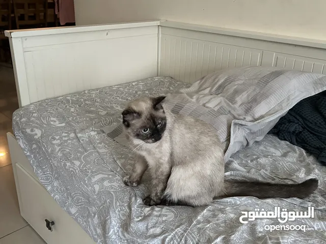 Two Beautiful Purebred Cats Looking for a Loving Home