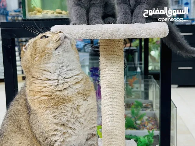 كتن سكوتش فولد وستريت عمر شهرين مستوى عالي