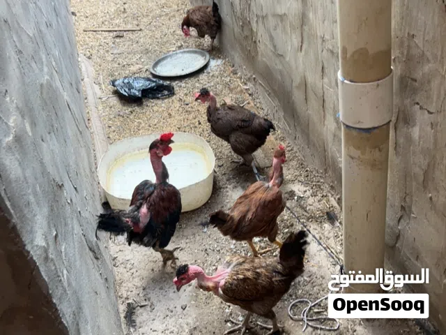 دجاج عدد4 وديج 1  لكل 5 ركيبه وعربيه اصليه وحده  بصره بهادريه