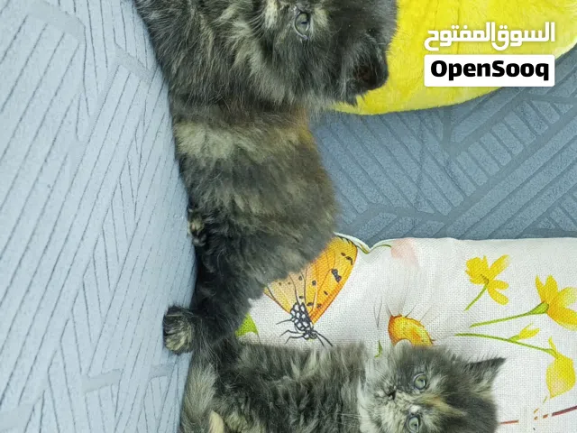 قطط صغيره للبيع