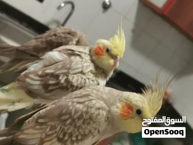 جوز كوكتيل اليف