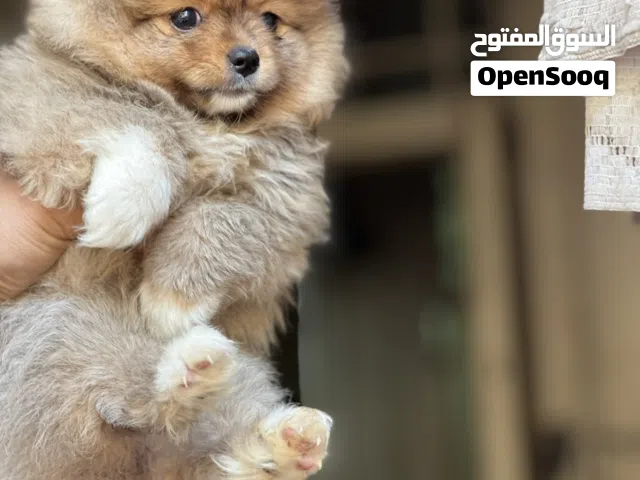 Pomeranian puppy