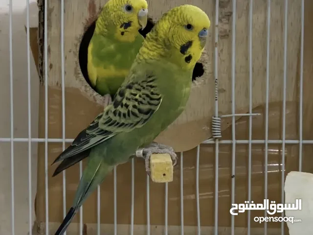 طيور حب انقليزي