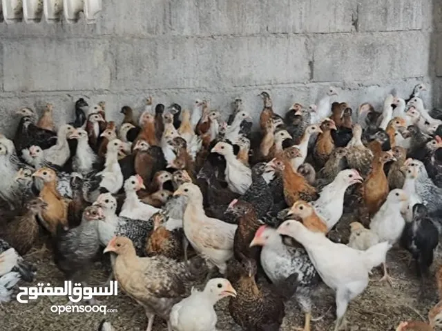 دجاج عماني