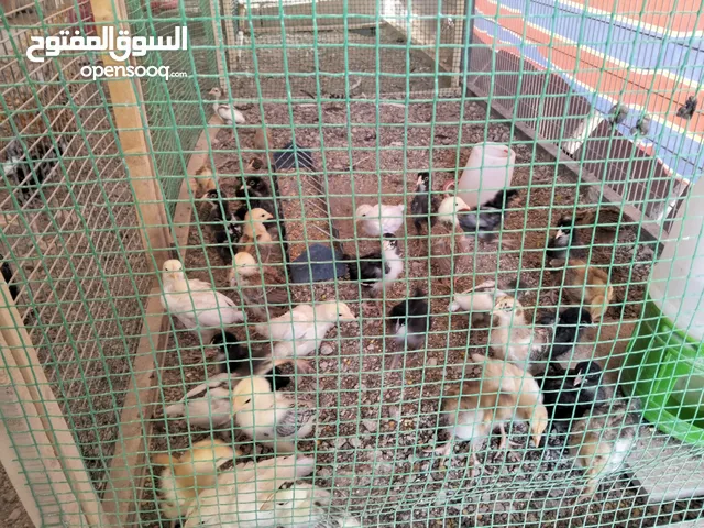 كتاكيت دجاج عرب عمر شهر ودجاج عرب عمر 3 اشهر