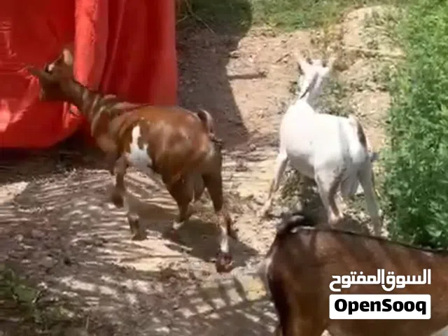 تيوس صلاالي سمنه ماشاء الله
