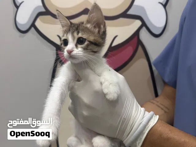 Kittens for adoption