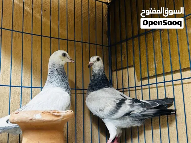عدد  4 قص زغاليل زاجل  +زغلول مستوى و دم قوي