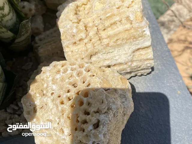 حجر مرجان ح