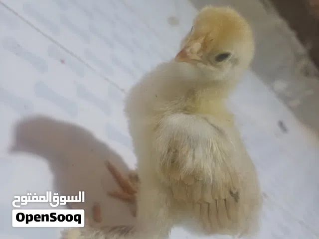 صيصان براهمي