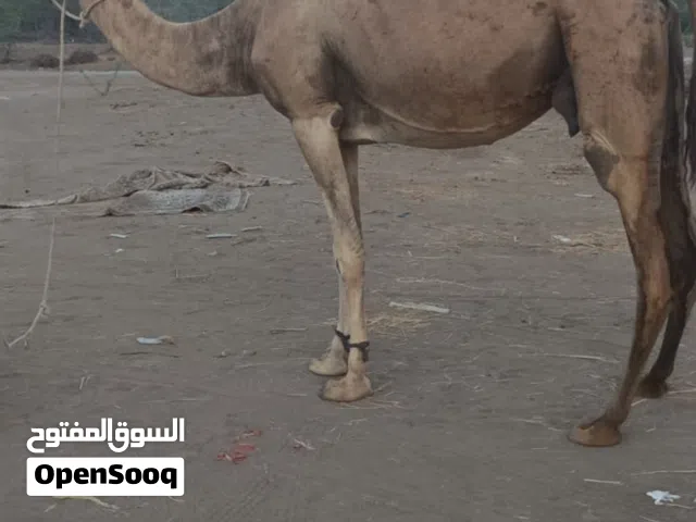 للبيع ناقه لحم سمين