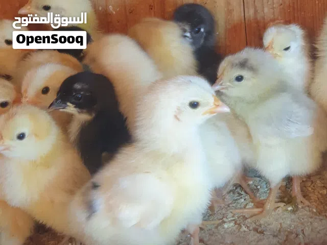 صيصان بلديه عمر اسبوع وعشرة ايام