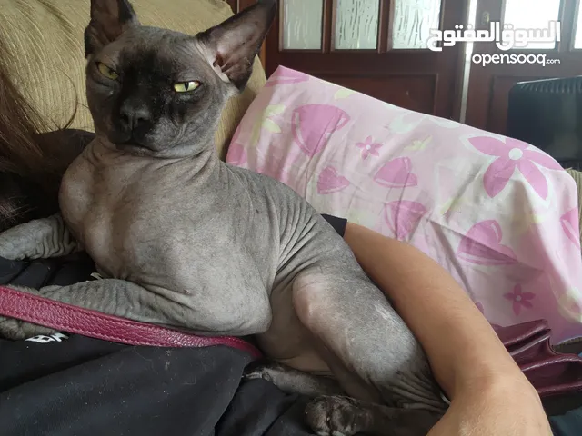 قطط فرعونيه للبيع