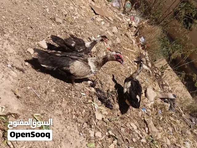 بسم الله الرحمن الرحيم متاح طقم بط انثى شرشريه وجوز بلدي صحه ونظافه الصلاه عالنبي وحجم بياضات موجودا