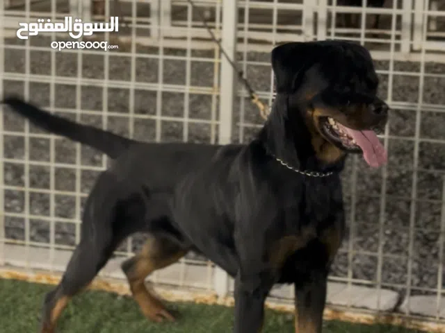 مجموعة اناث روتوايلر منهم حوامل