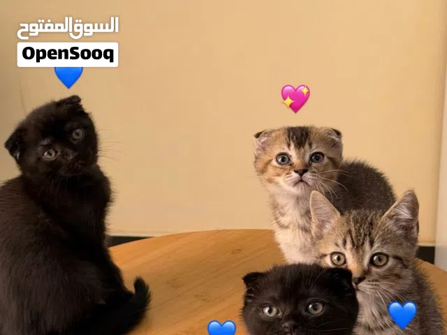 كتن سكوتش فولد