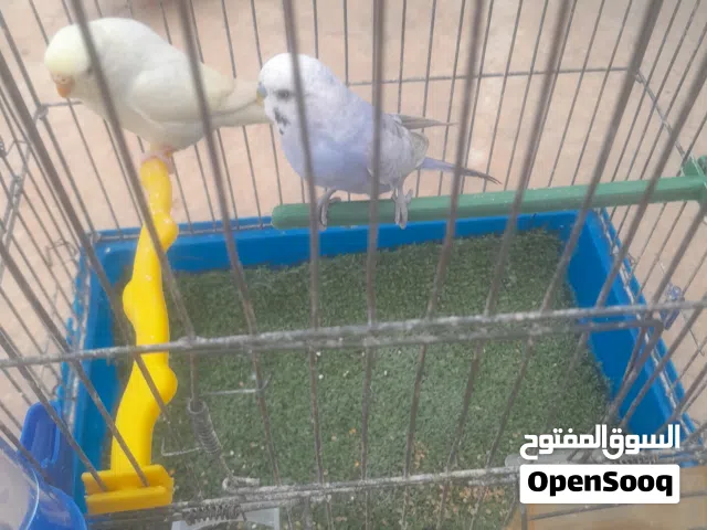 كوبية بقلينوا للبيع اقرا الوصف