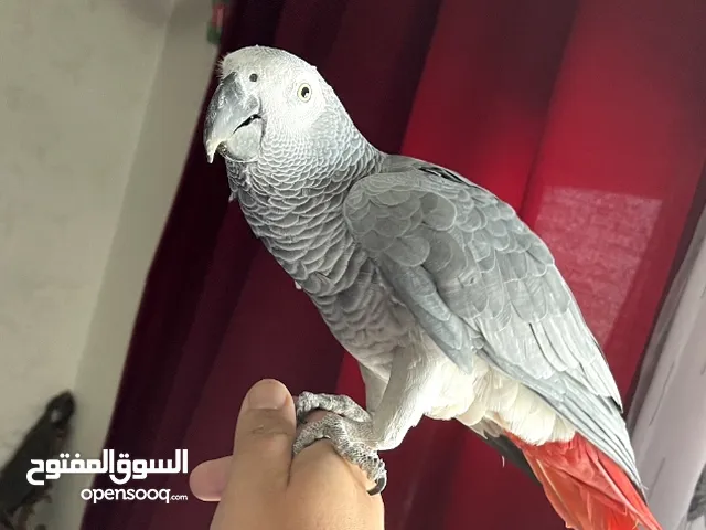 كاسكو كلام مفتوح البيع عل سمع
