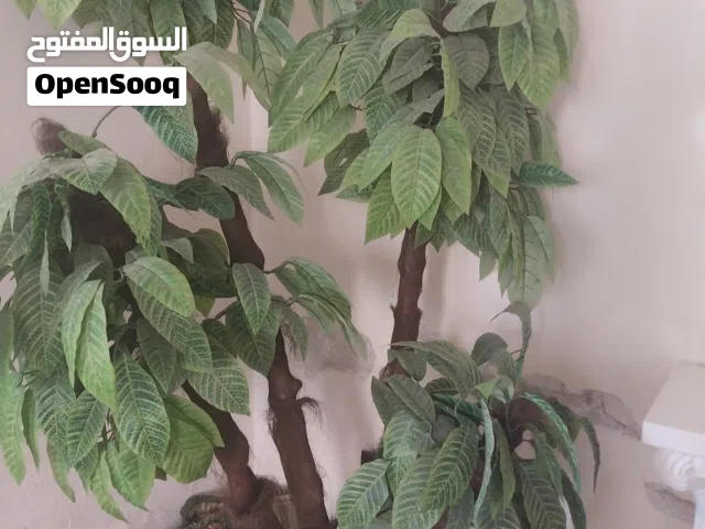 شجرتين زينه للبيع