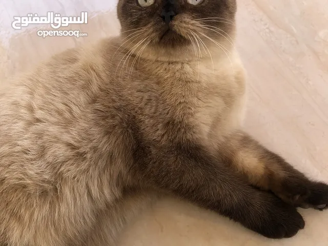 قطة أنثى سيامي بيور شورت هير