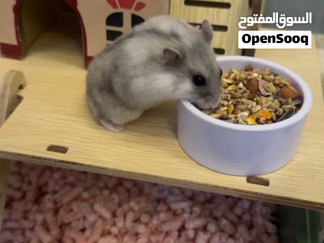 Russian dwarf hamster 4 months old with cage and ball هامستر قزم سوري مع القفص و كوره عمره اربع شهور