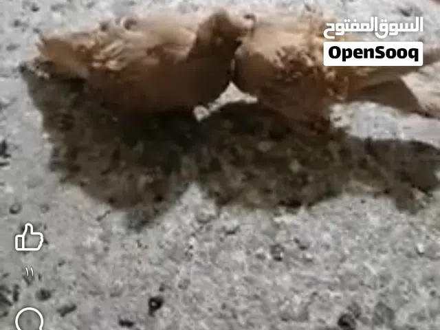 مطلوب فحل نكرو  العنده يراسلني خاص وذا اصفر بعد احسن