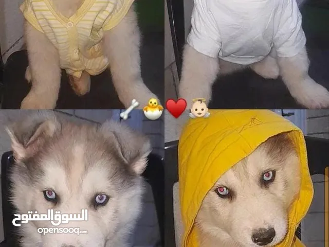 جرو هاسكي للتبني عمر شهرين ونص مع اغراضه