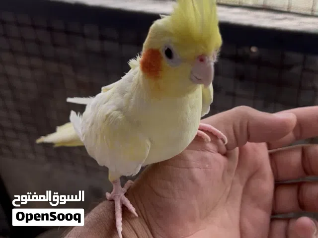 كوكتيل الليف للبيع