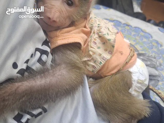 استبدال قرد انثى صغير بانثى اكبر شوي