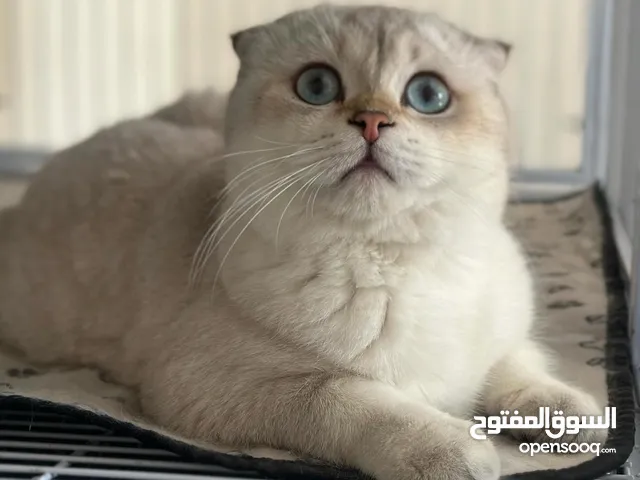 ذكر سكوتش فولد بيور pure Scottish fold male cat for sale