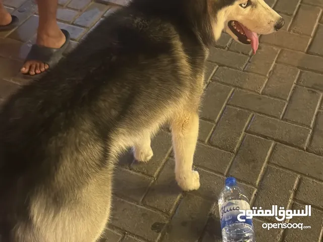 Husky male 9 months old