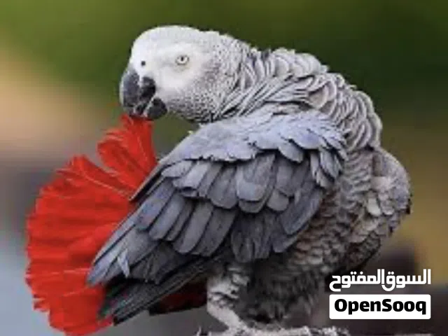 نريد بغبغاءكاكسو. فرخ بغبغاء  امزواني يلو فرنتد. فرخ