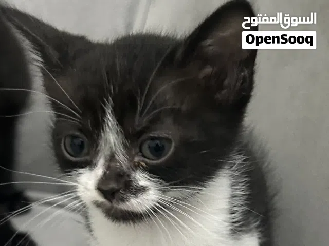 قطه انثى  عمرها شهر ونص