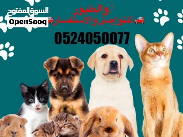 مندوب توصيل حيوانات فوري