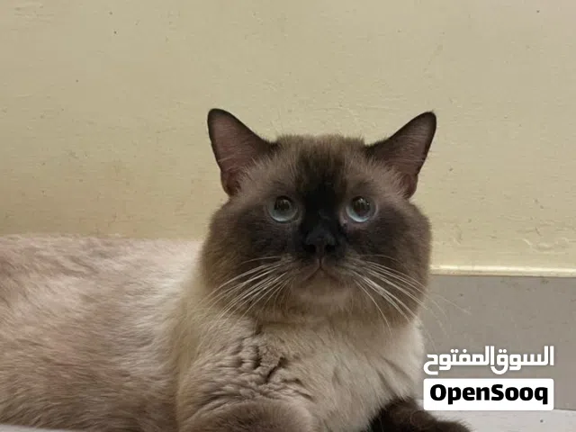 هيمالايا ذكر اموره طيبه