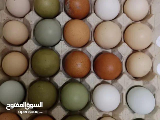 للبيع كتاكيت فرنسي الجامبو الاحمر