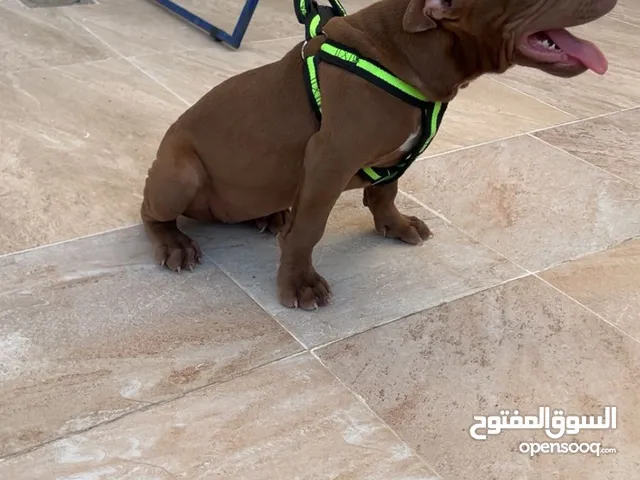 كلب بيتبول 4 شهور
